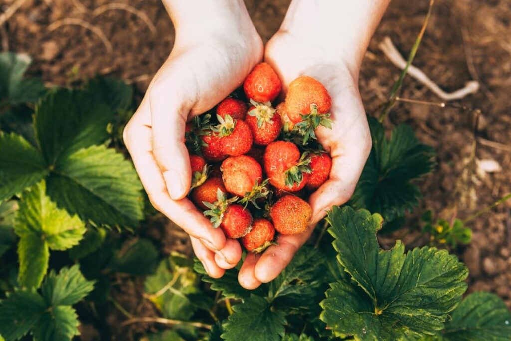 Fragole